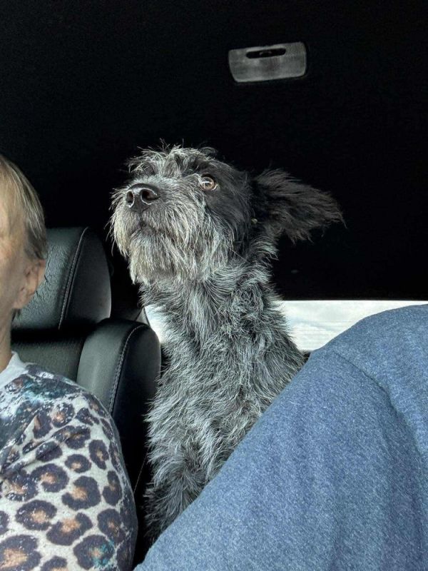 Pepper thumbnail 6