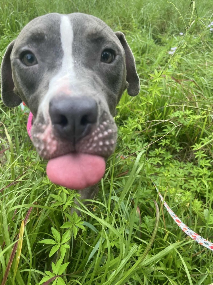 King #BAC-A-139105, an adoptable Pit Bull Terrier in Saint John, NB, E2J 3P1 | Photo Image 2