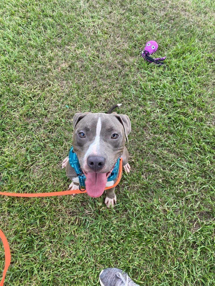 King #BAC-A-139105, an adoptable Pit Bull Terrier in Saint John, NB, E2J 3P1 | Photo Image 3