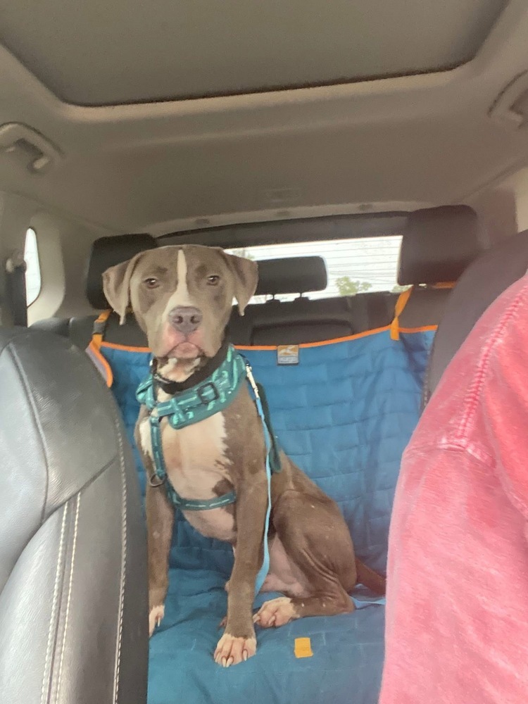 King #BAC-A-139105, an adoptable Pit Bull Terrier in Saint John, NB, E2J 3P1 | Photo Image 5