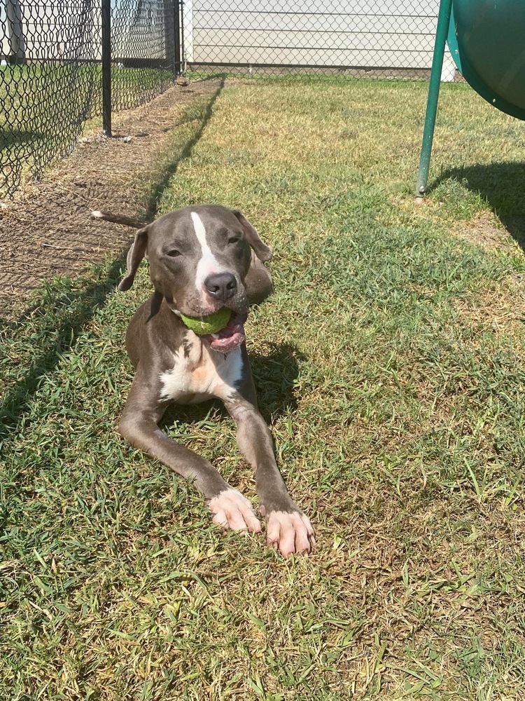 King #BAC-A-139105, an adoptable Pit Bull Terrier in Saint John, NB, E2J 3P1 | Photo Image 6