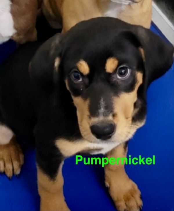 Pumpernickle