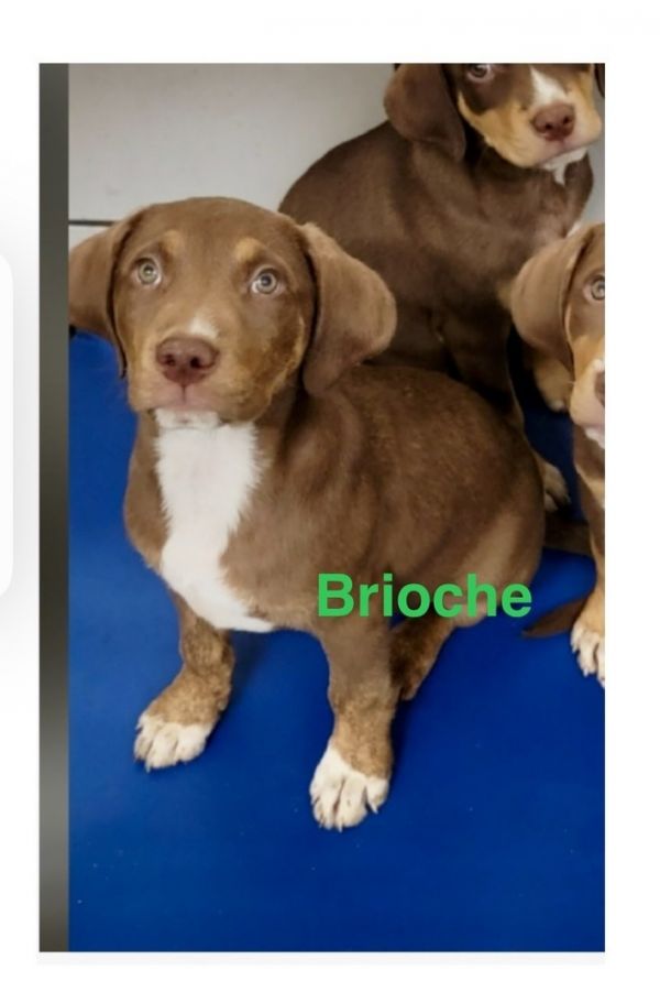 Brioche