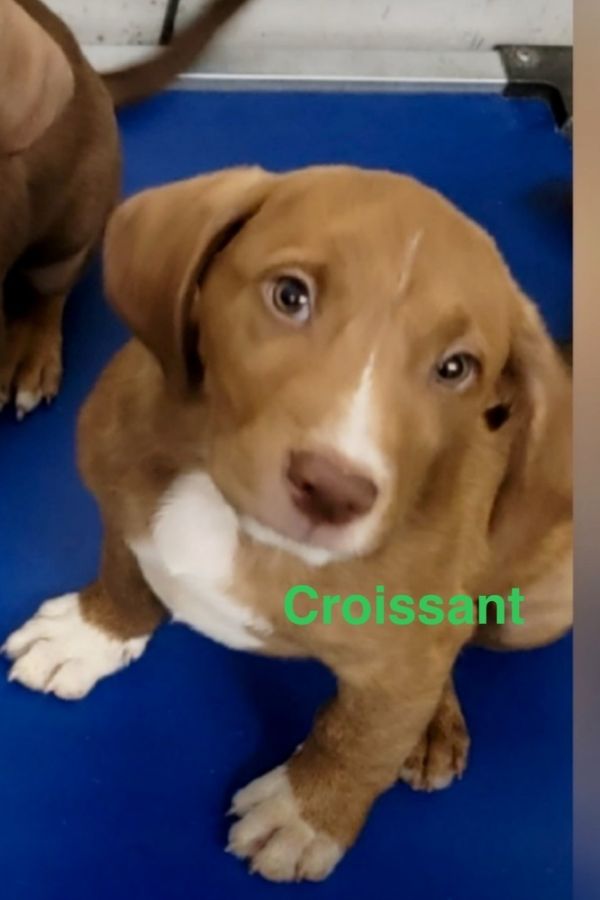 Croissant