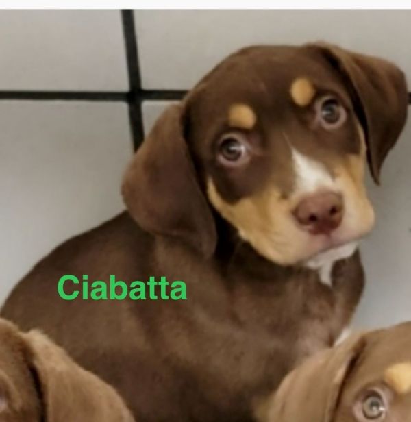 Ciabatta