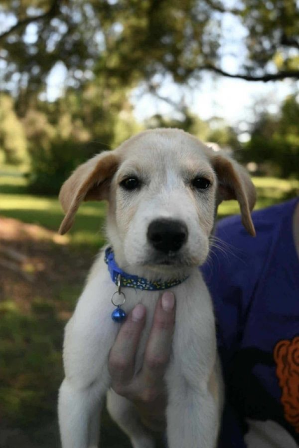 Louie