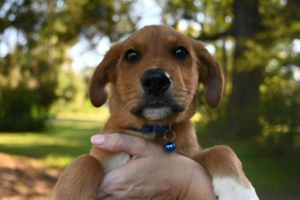 Dewey