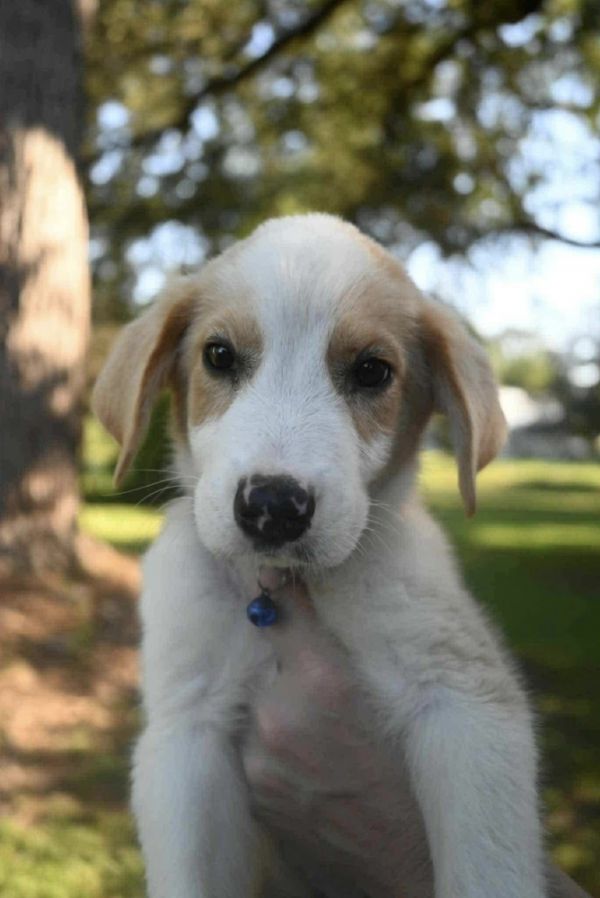 Huey