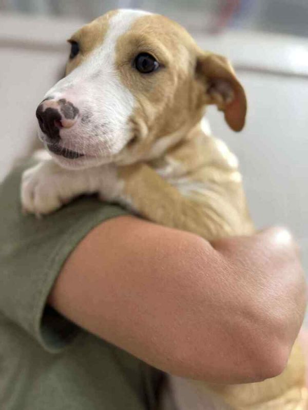 Hadley (AVAILABLE 9/8)