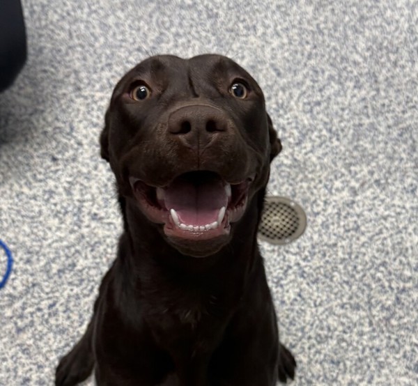 Coco