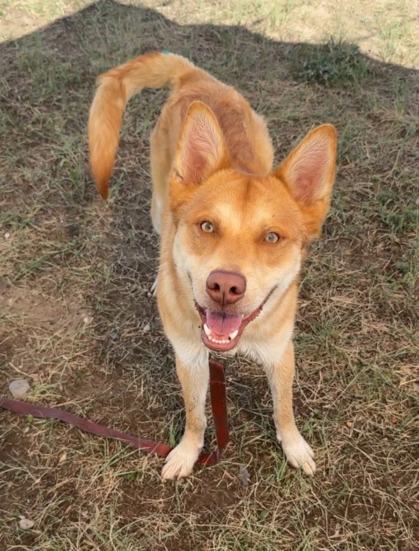 Rusty, an adoptable Mixed Breed in Great Falls, MT, 59405 | Photo Image 1