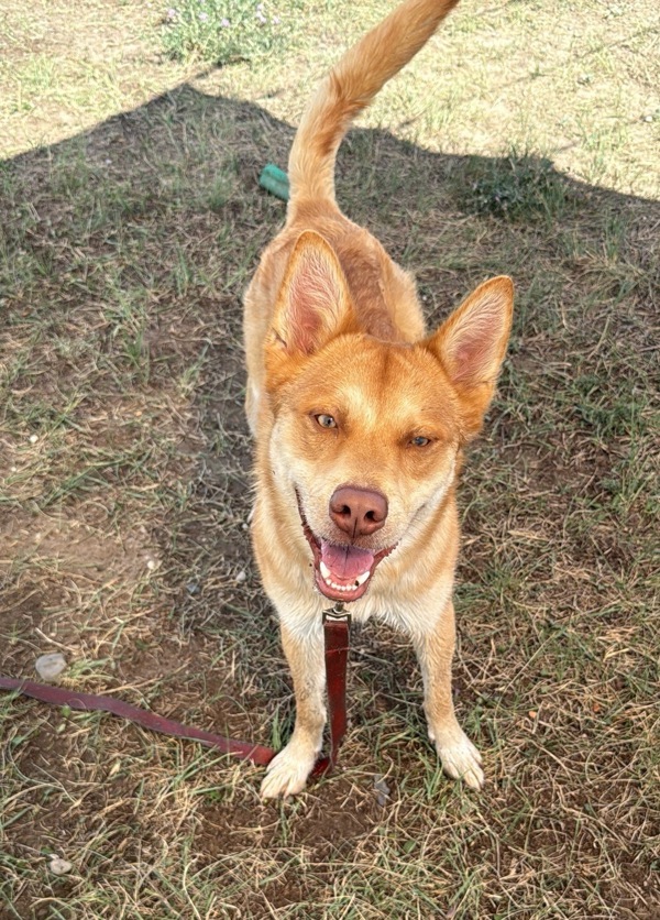 Rusty, an adoptable Mixed Breed in Great Falls, MT, 59405 | Photo Image 2