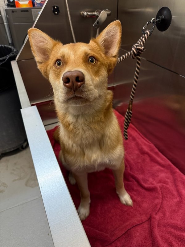 Rusty, an adoptable Mixed Breed in Great Falls, MT, 59405 | Photo Image 3