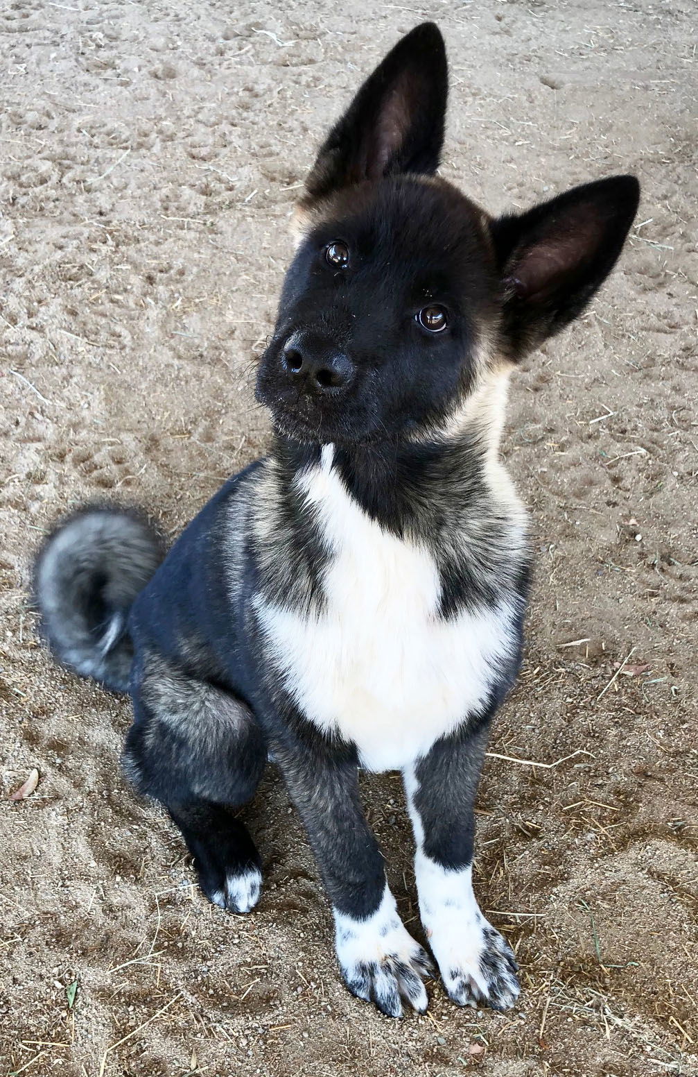 Micah - PUPPY