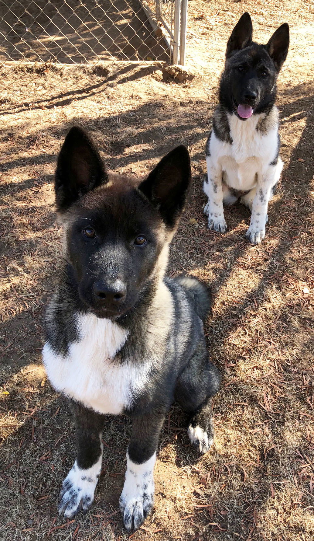 Micah - PUPPY