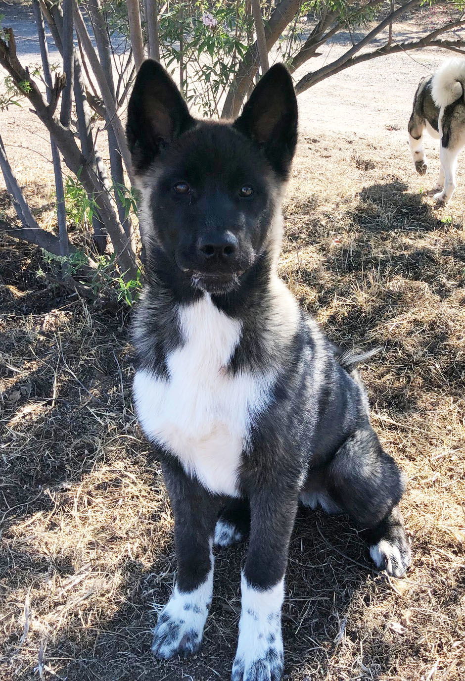 Micah - PUPPY