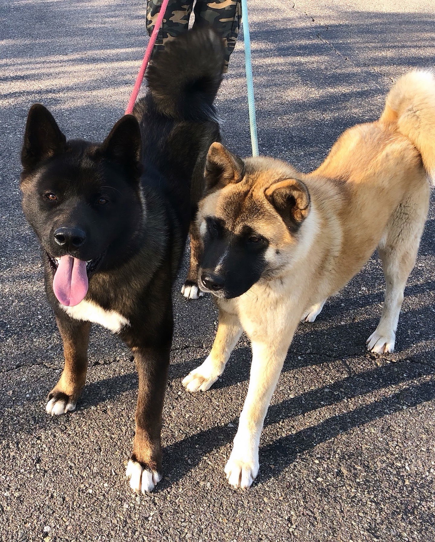 Wallace and Winnie - Bonded Pair