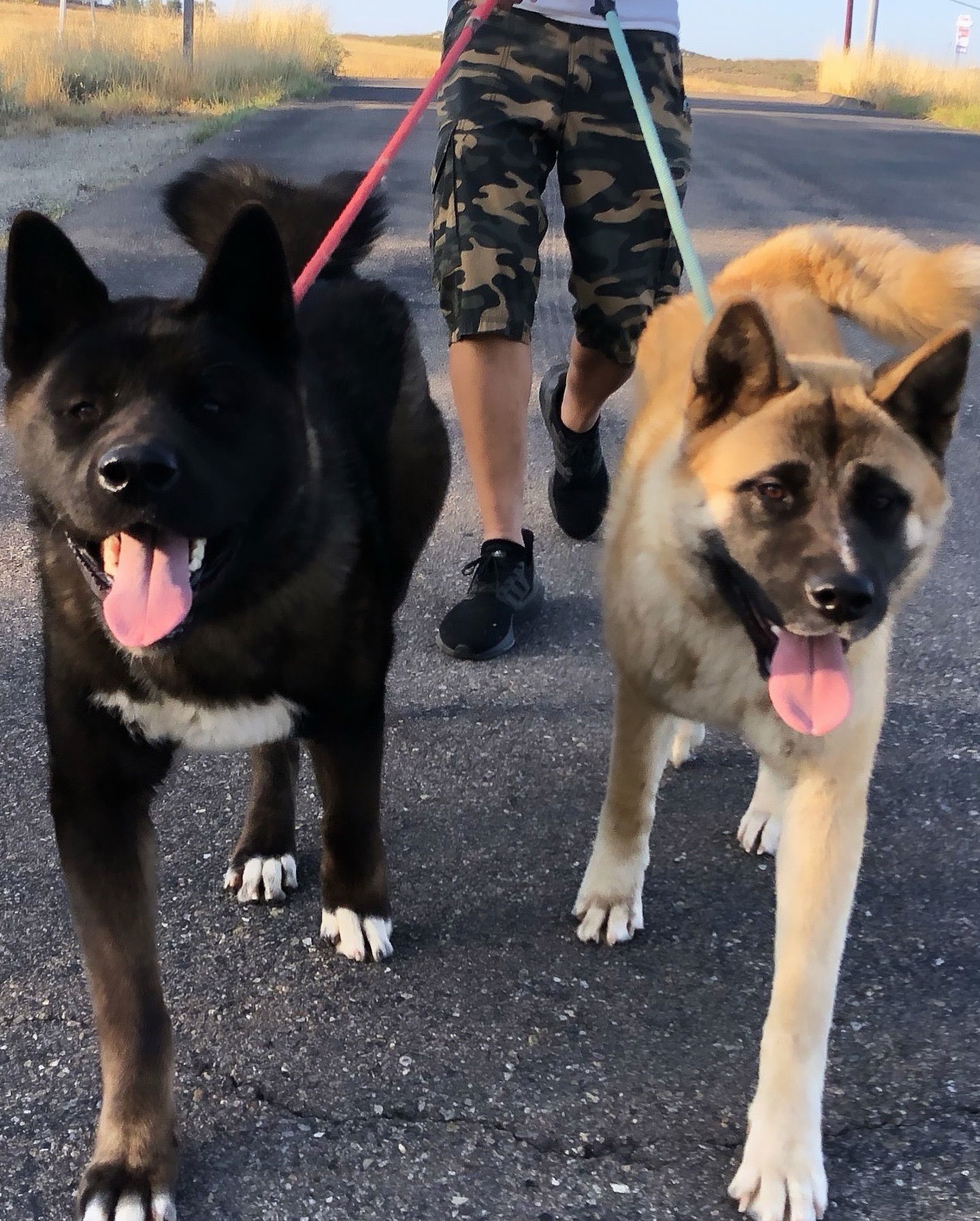Wallace and Winnie - Bonded Pair