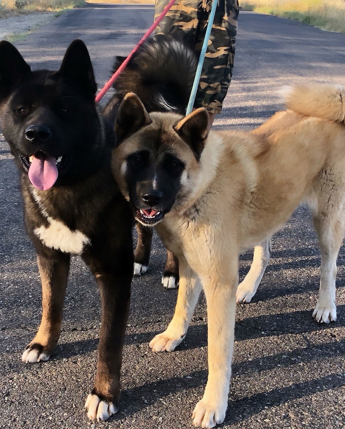 Wallace and Winnie - Bonded Pair