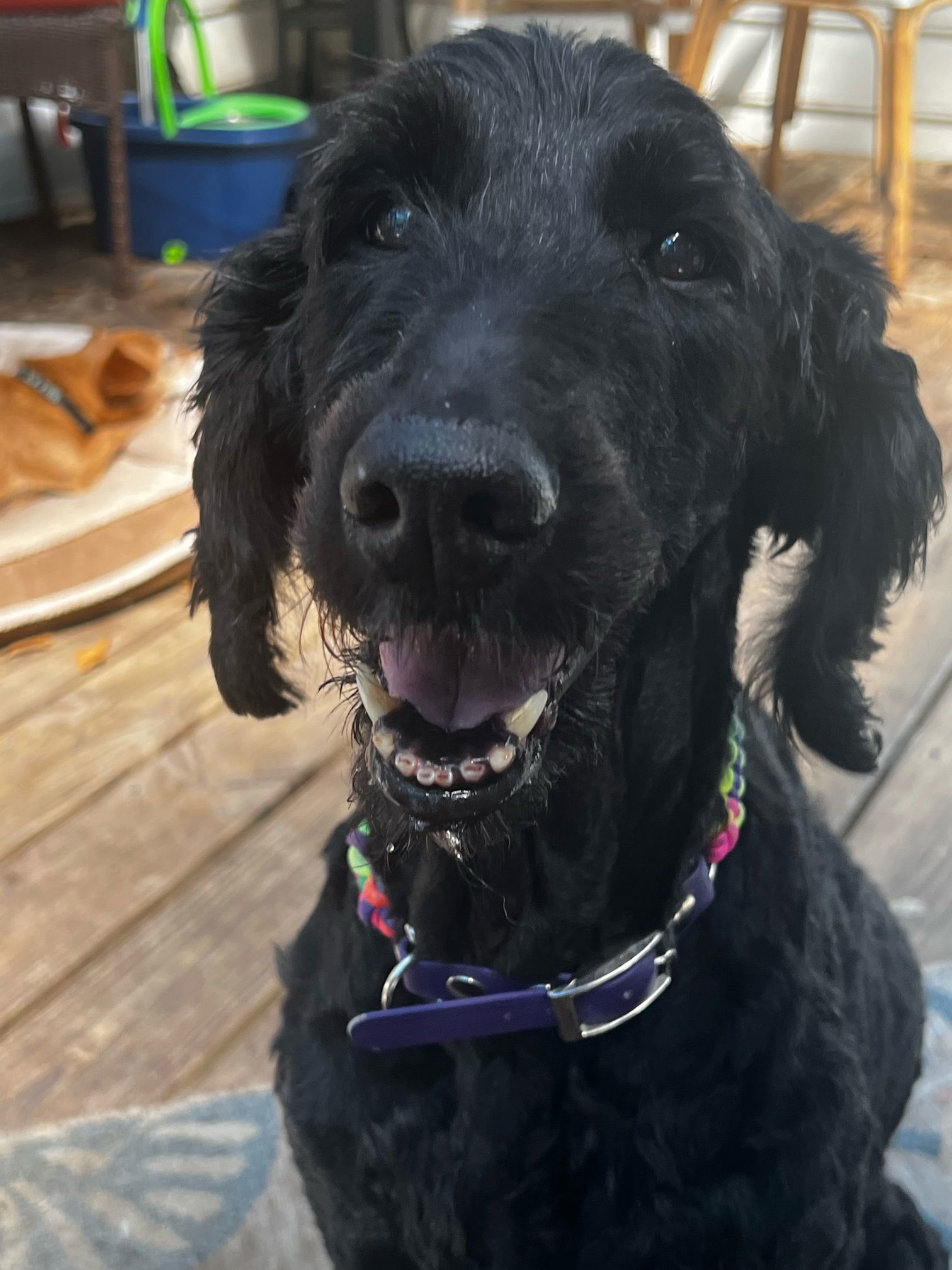 Makati - Bonded Pair