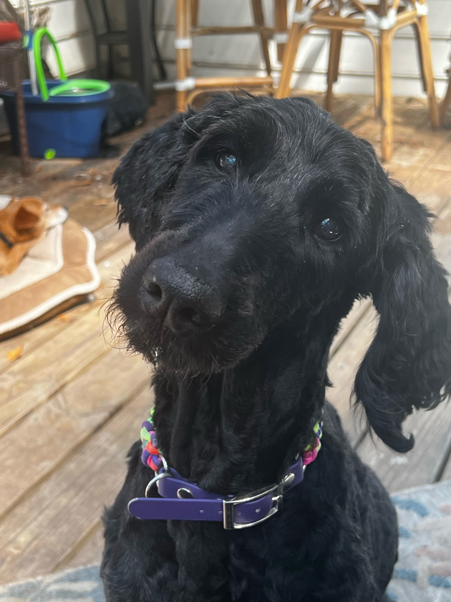 Makati - Bonded Pair