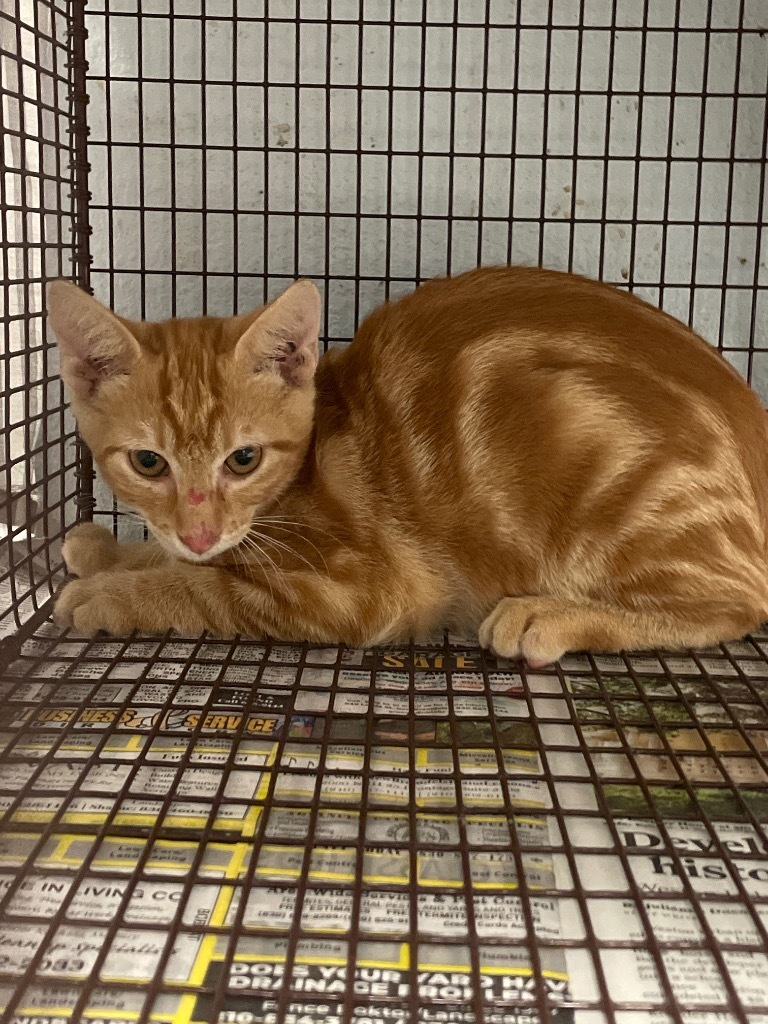 Pumpkin