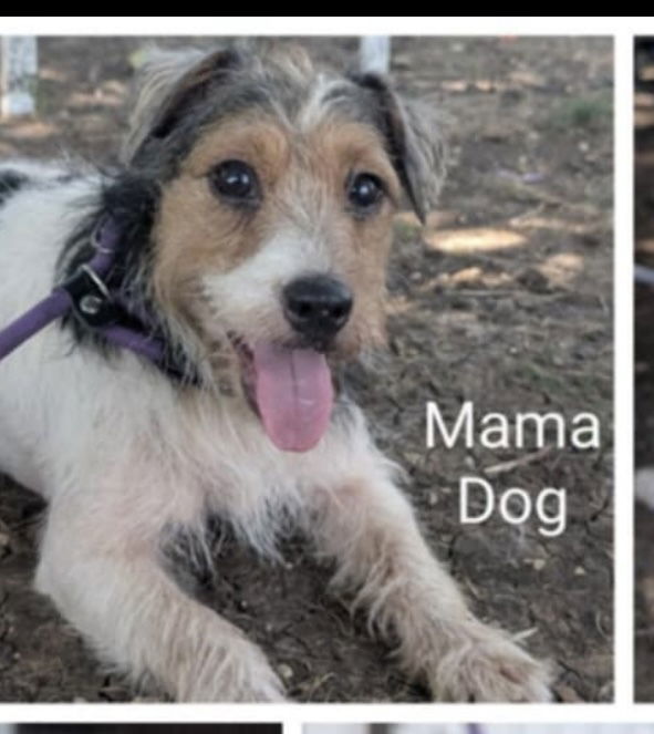 Momma Dog DD