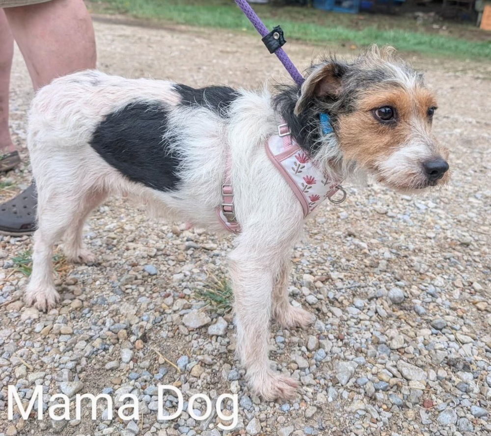 Momma Dog DD