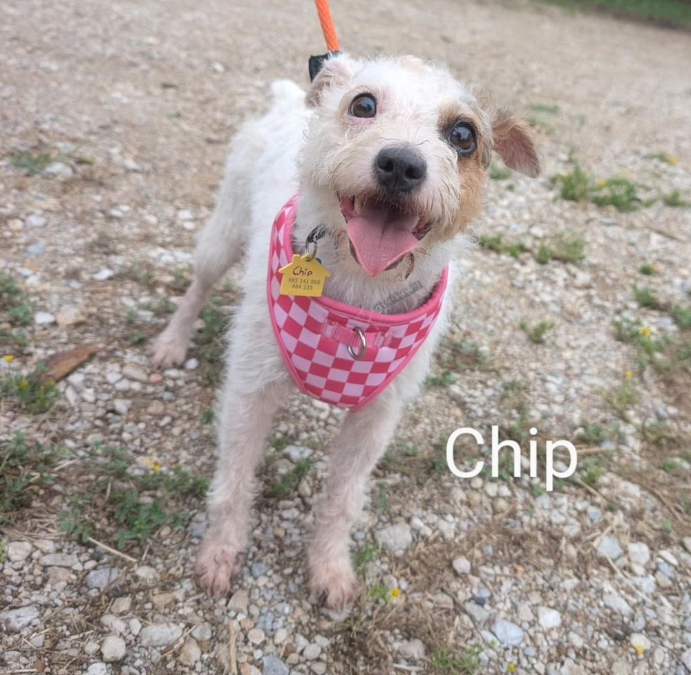 Chip DD