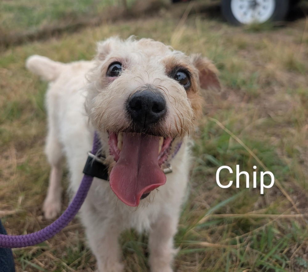 Chip DD