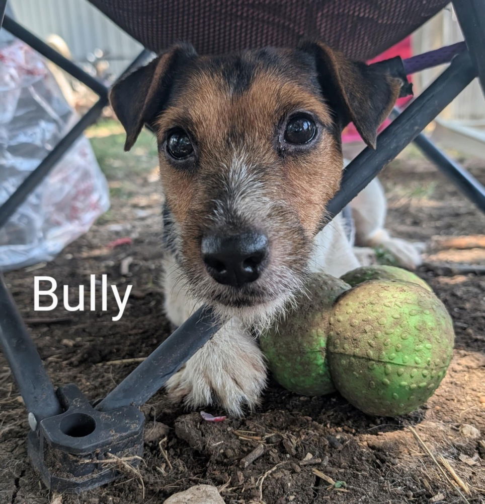 Bully DD +