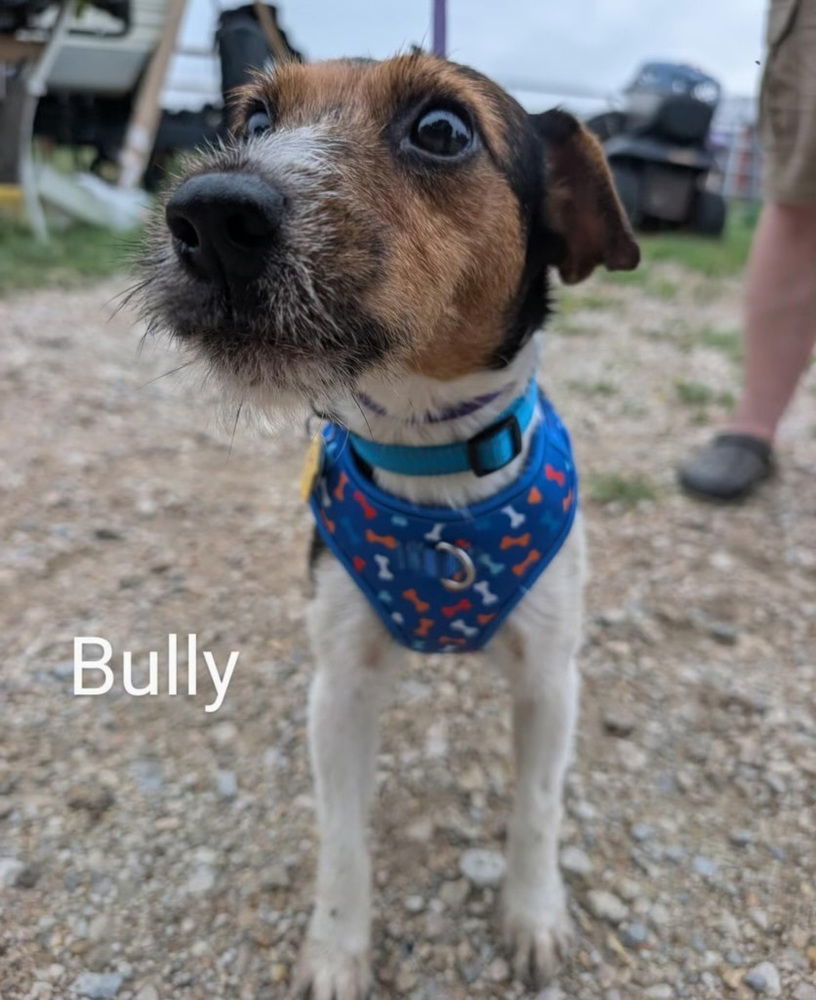 Bully DD +