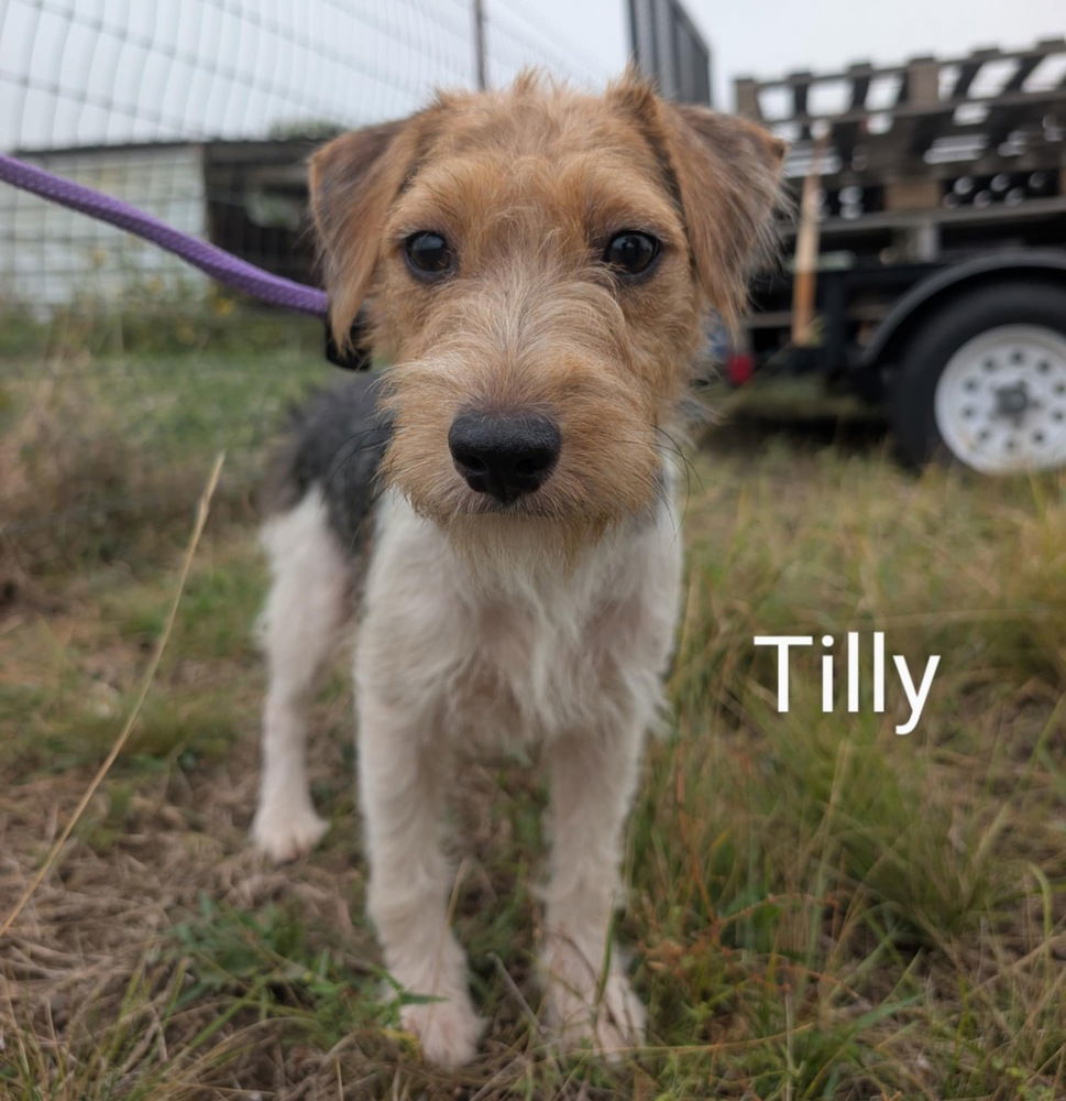 Tilly~