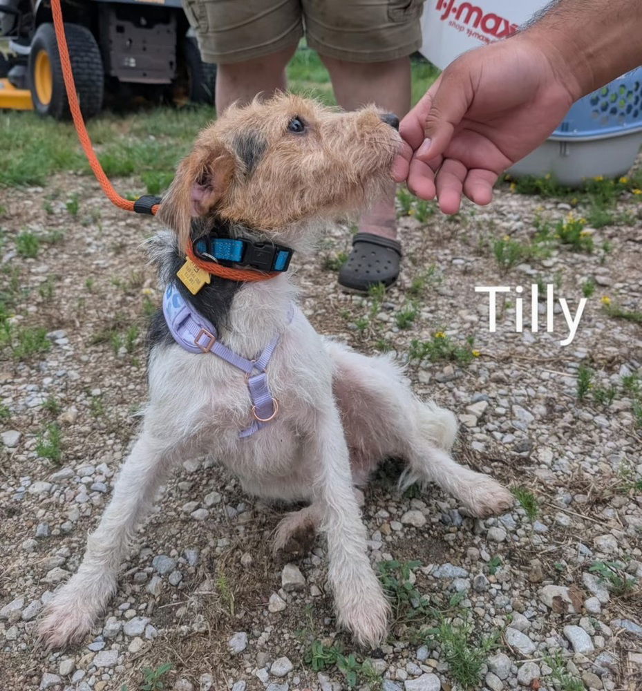 Tilly~