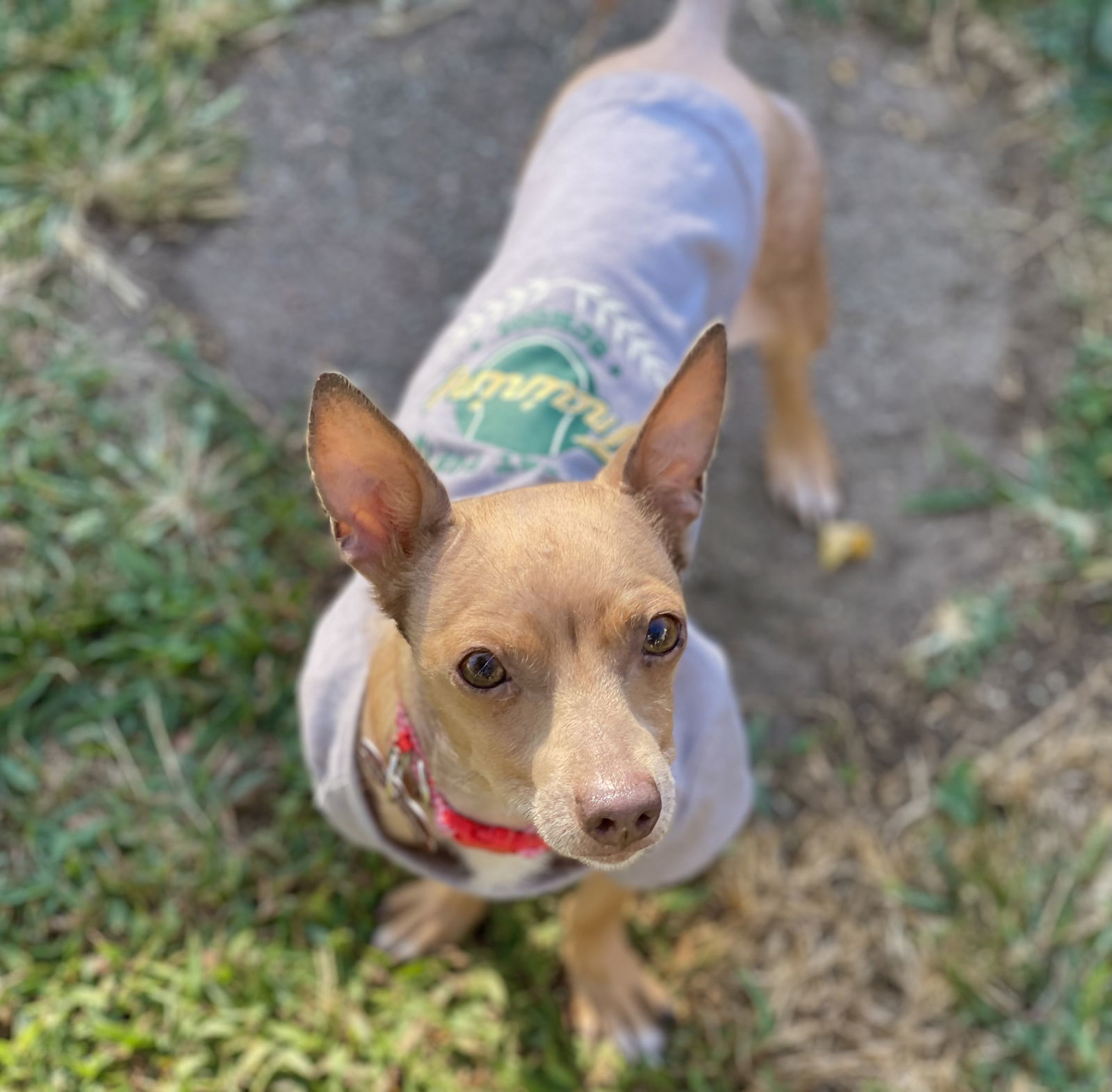 Petunia