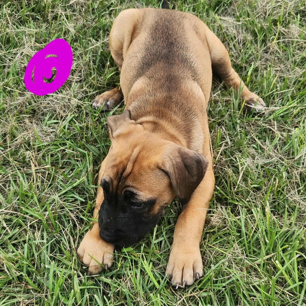 Tippy