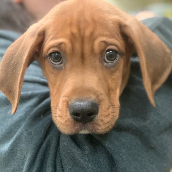 Duke Lawrence