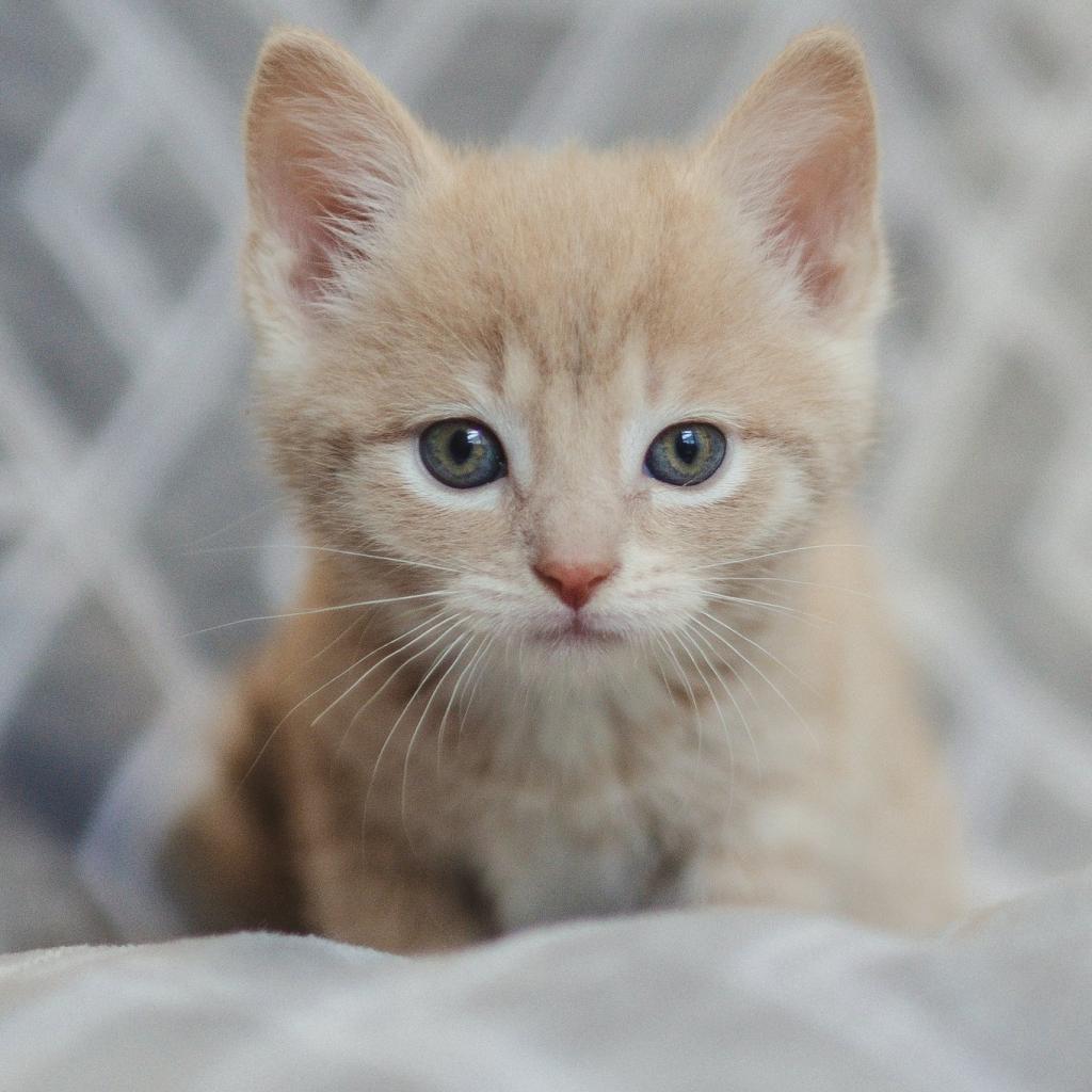 Tyrion