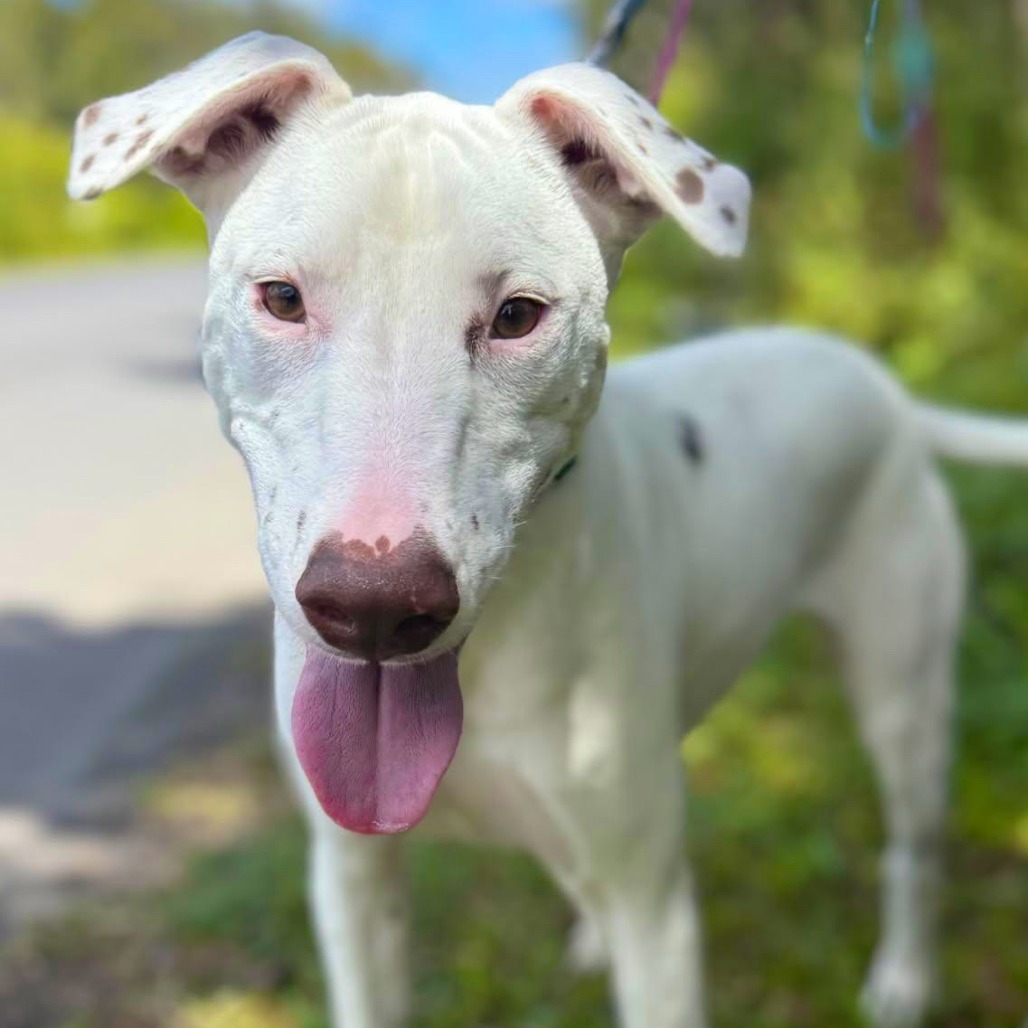 Gus, an adoptable Mixed Breed in Volcano, HI, 96785 | Photo Image 1