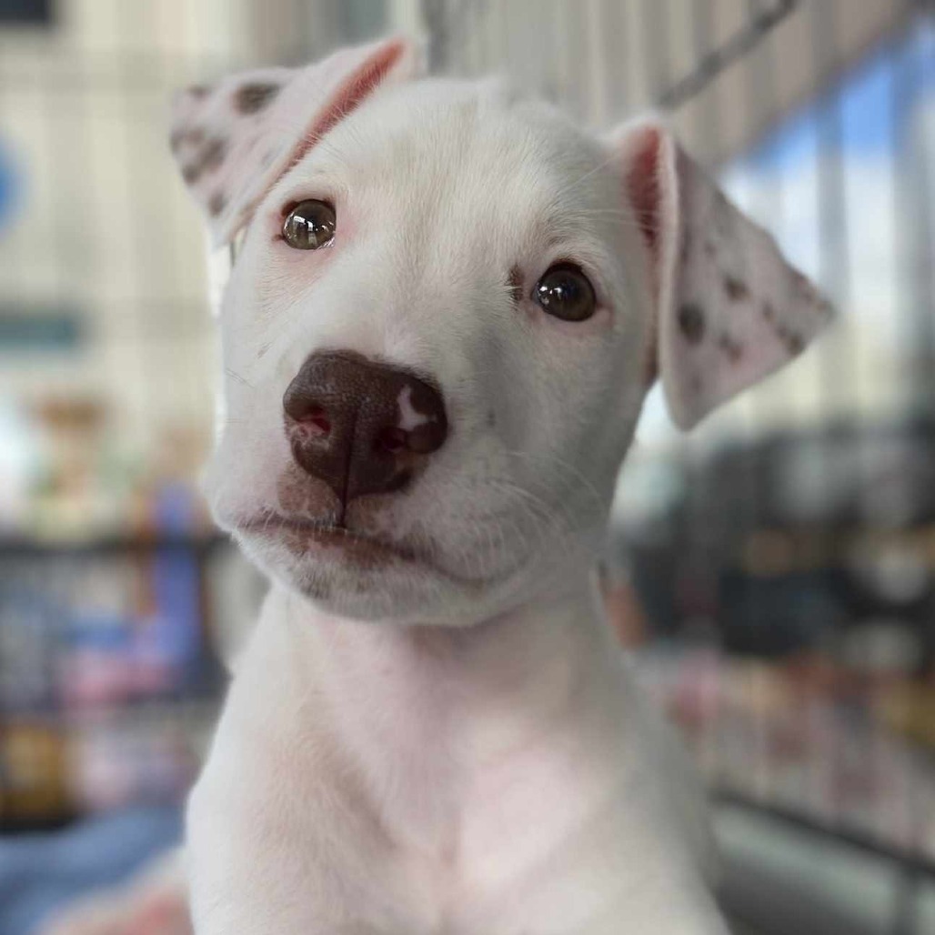 Gus, an adoptable Mixed Breed in Volcano, HI, 96785 | Photo Image 2