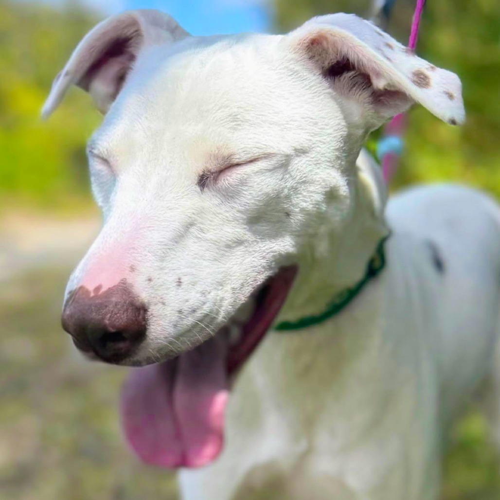Gus, an adoptable Mixed Breed in Volcano, HI, 96785 | Photo Image 3