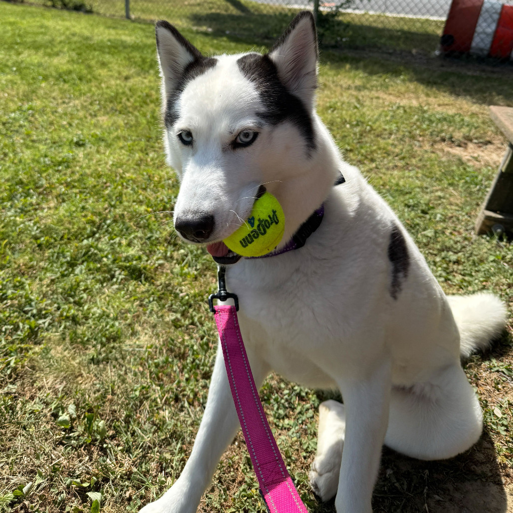 Luna