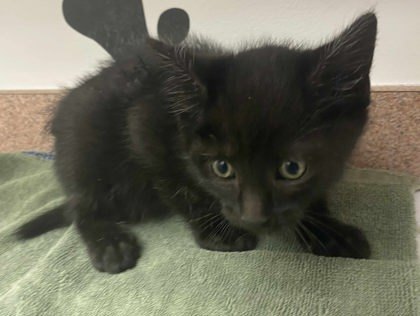 Arthur, an adoptable Domestic Short Hair in Caldwell, ID, 83607 | Photo Image 1