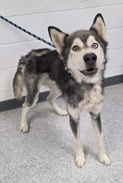 Astro, an adoptable Siberian Husky, Mixed Breed in Caldwell, ID, 83607 | Photo Image 1