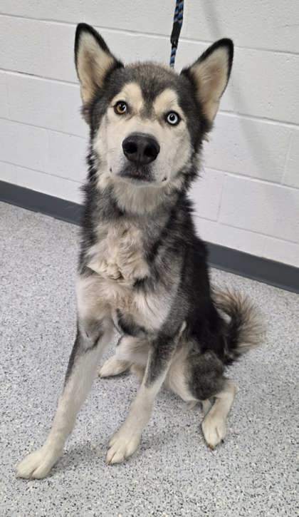 Astro, an adoptable Siberian Husky, Mixed Breed in Caldwell, ID, 83607 | Photo Image 2