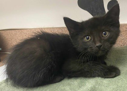 Henry, an adoptable Domestic Short Hair in Caldwell, ID, 83607 | Photo Image 1