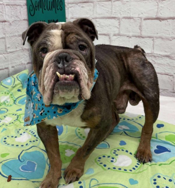 Bosley