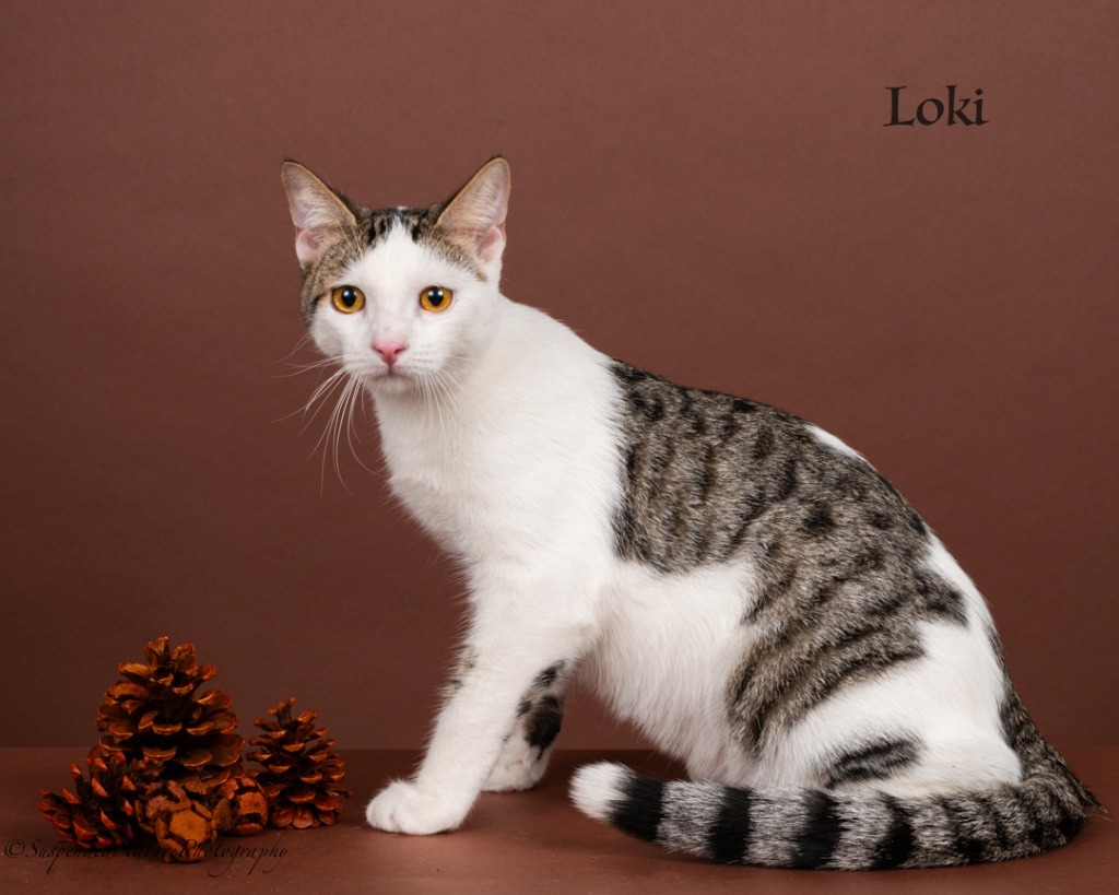 Loki