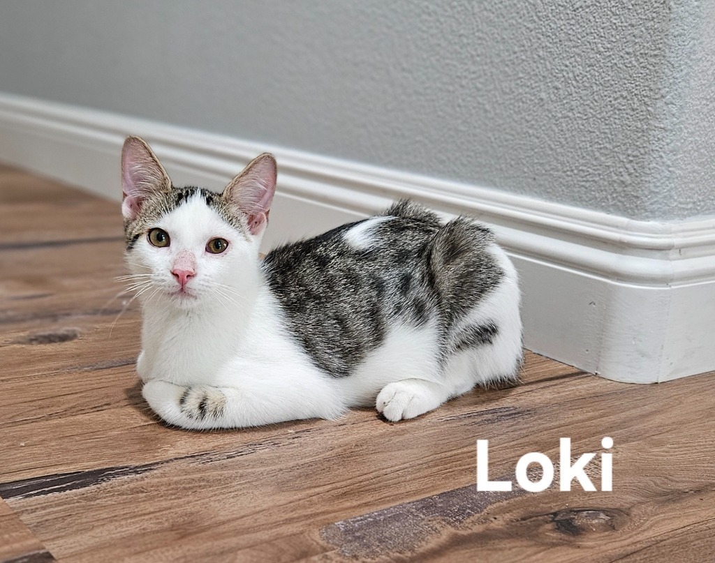 Loki