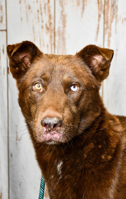 Yogi